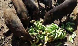 Chuối già hương xuất khẩu phải để cho lợn ăn vì rớt giá. Ảnh: Đ.M.