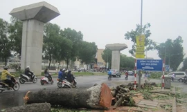 Hà Nội từng chặt hạ hàng loạt xà cừ trên đường Nguyễn Trãi để phục vụ dự án đường sắt trên cao. Ảnh: Dân Trí 