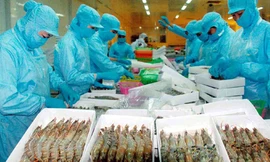 Ngành tôm loay hoay trước mục tiêu xuất khẩu 10 tỷ USD