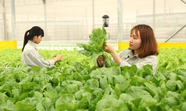 Liên kết sản xuất theo chuỗi được kỳ vọng giúp nông dân có đầu ra ổn định. Ảnh: Bình Phương.