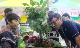 Người dân huyện miền núi Nam Trà My giàu lên nhờ cây sâm Ngọc Linh.