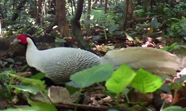 Gà lôi trắng được phát hiện tại Khe Nước. Trong Ảnh: Trung tâm Bảo tồn Thiên nhiên Việt.