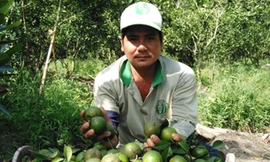 Anh Trần Phúc Ngoan cạnh quýt vừa hái xong. Ảnh: Hòa Hội.