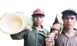 Tre khủng, măng cũng khủng. Ảnh: Nguyễn Thành.