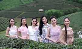 Vẻ tươi tắn của thí sinh Hoa hậu càng thêm nổi bật giữa khung cảnh đảo chè Thanh Chương. Ảnh: Mạnh Thắng.