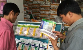 Nông dân tìm hiểu về hạt giống ngô chuyển gene.