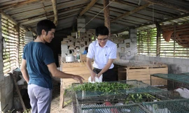 Phó Chủ tịch xã Quế Sơn (Sơn Động, Bắc Giang) Trần Sỹ Trung (bìa phải) hướng dẫn thanh niên nuôi thỏ. Nhiều hộ dân Quế Sơn thoát nghèo nhờ dự án nuôi thỏ do anh Trung đề xuất. Ảnh: Xuân Tùng.