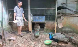 Anh Phương cho công ăn.