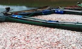 100 tấn cá chết nổi trắng lòng hồ Plei Krông