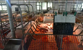 Mỗi cá thể lợn được lập trình chăm sóc riêng với bảng theo dõi hàng ngày.