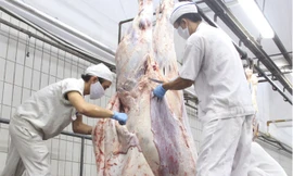 Quy trình giết mổ bò của Úc. Ảnh: Duy Dương.