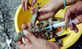 Vừa qua Đội quản lý thị trường số 17 (Hà Nội) bắt quả tang một cơ sở đang bơm chất lạ vào tôm để tăng trọng lượng.