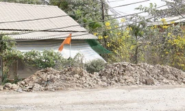 Mai vàng nở trong bụi trước một ngôi nhà.