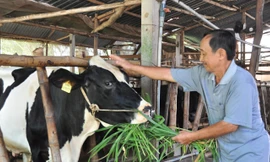 Ông Tuấn cho bò ăn. Ảnh: Hòa Hội.