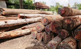 Gỗ lậu của Phượng “râu” tại Hạt Kiểm lâm huyện Cư Jút( Ðắk Nông).