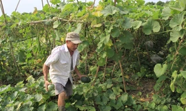 Ông Đặng Văn Thành, người dân thuộc vùng trồng rau an toàn xã Duyên Hà (Thanh Trì) cho biết, phải tự tìm đầu ra cho rau, củ, quả. Ảnh: Trường Phong.