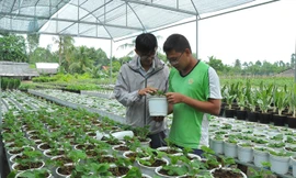 Anh Đào Hải Triều (bìa phải) giới thiệu cây dâu tây Đà Lạt trồng tại Sa Đéc.