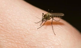 Chưa thả muỗi ngăn bệnh sốt xuất huyết ở Nha Trang