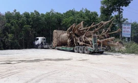 Ba xe chở cây 'quái thú' chưa thể rời TT-Huế