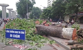 Giáng chức, cách chức nhiều cán bộ liên quan vụ thay thế cây xanh 