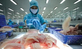 Chế biến cá tra xuất khẩu ở An Giang. Ảnh: Long Thành.