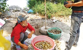 Việc mua bán, tiêu thụ hàu nuôi từ vỏ lốp tại Lăng Cô vẫn diễn ra bình thường như mọi khi, không có gì xáo trộn. Ảnh: Ngọc Văn.