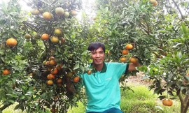 Vườn cam Canh của anh Chiến chín rộ dịp Tết Nguyên đán.