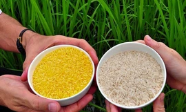 107 học giả Nobel kêu gọi 'Hòa Bình xanh' thay đổi quan điểm