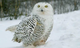 Dùng cú chuyển sách