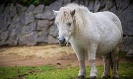 Ngựa bị bỏ rơi ở sân bay một năm trời