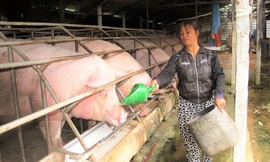 Giá lợn hơi xuống thấp, nhiều hộ, trang trại nuôi lợn ngồi trên đống lửa. Ảnh: Bình Phương.