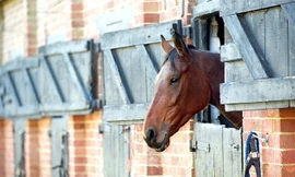 Báo động ngựa bị lạm dụng tình dục