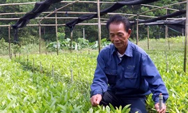 Gương sáng cựu thanh niên xung phong