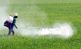 Tái kết luận glyphosate trong thuốc diệt cỏ không gây ung thư