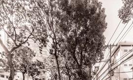 Ðường Tôn Ðức Thắng (quận 1 - TPHCM) khi chưa chặt hàng cây. Ảnh: Mai Lê Minh.