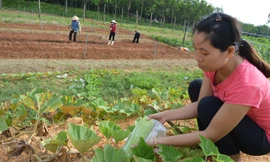Kỹ sư Lê Thị Thanh Thủy đang dùng túi ni lông bọc quả trong trang trại để tránh côn trùng, thay vì phun thuốc. Ảnh: H.N.