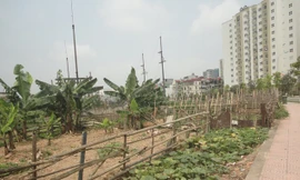 Nhếch nhác quây đất trồng rau