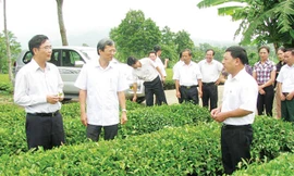 Bộ trưởng NN&PTNT Cao Ðức Phát thăm và đánh giá cao mô hình hợp tác tại Công ty CP Chè Mỹ Lâm. Ảnh: Ðồng Văn.