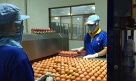 Trứng gia cầm được bỏ kiểm dịch.