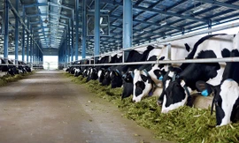 Vinamilk hiện đang có 10 trang trại trong đó có 7 trang trại theo chuẩn Global G.A.P trang bị công nghệ cao, khép kín từ đồng cỏ đến trang trại và 3 trang trại khác đang được công ty xây dựng.