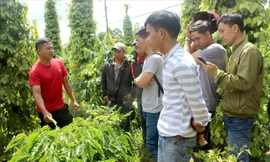 Y Thuyl (ngoài cùng bên trái) hướng dẫn kỹ thuật chăm sóc cà phê. Ảnh: H.T.
