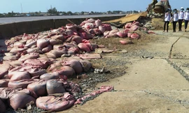 Bờ kè biển Gành Hào (Đông Hải, Bạc Liêu) bị sạt lở.