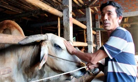 Ông Sửu và chú bò phổng phao nhờ phương pháp vỗ béo sạc. Ảnh: H. Văn.