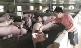 Dù giá lợn hơi đã nhích lên, nhưng nhiều người nuôi vẫn lỗ nặng do cú sốc giảm giá năm ngoái. Ảnh: Bình Phương.