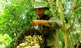 Phát triển đặc sản dâu Hạ Châu 