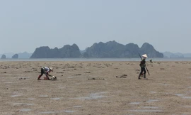 Dù vô cùng vất vả nhưng nghề đào sá sùng vẫn chỉ dành riêng cho phụ nữ.