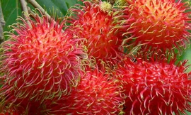 Chôm chôm có 'visa' sang New Zealand