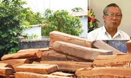 Lâm tặc lợi dụng việc chuyển đổi rừng nghèo trồng cao su để khai thác gỗ (ảnh lớn); Cựu Chủ tịch UBND tỉnh Gia Lai Phạm Thế Dũng (ảnh nhỏ). Ảnh: PV.