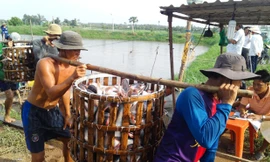 Thương lái Trung Quốc giảm mua cá tra quá lứa, khiến người nuôi đứng ngồi không yên. Ảnh: Bình Phương.