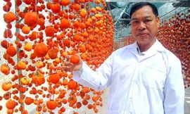 Sấy hồng theo tiêu chuẩn Nhật